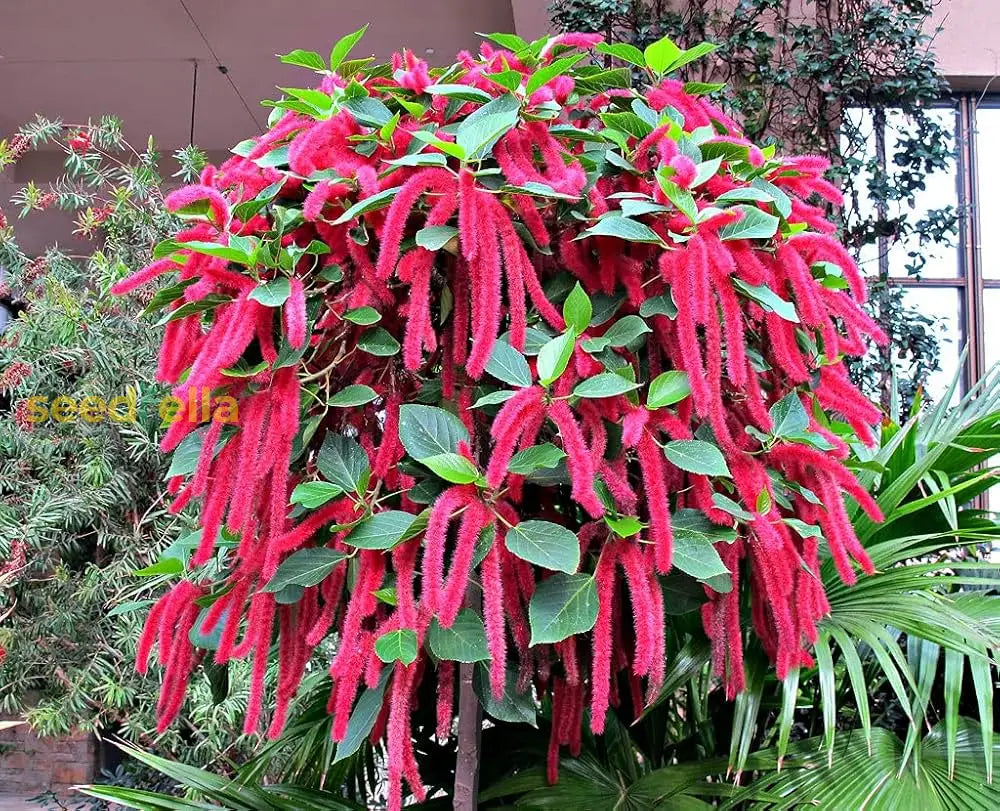 Acalypha Hispida Seeds For Planting - Unique Exotic Flowering Plant Flower