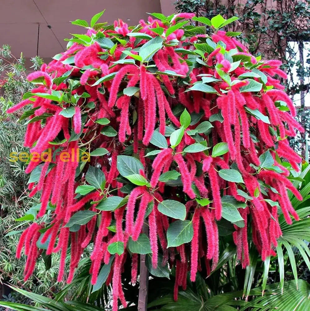 Acalypha Plant Seeds - Perfect For Planting Flower