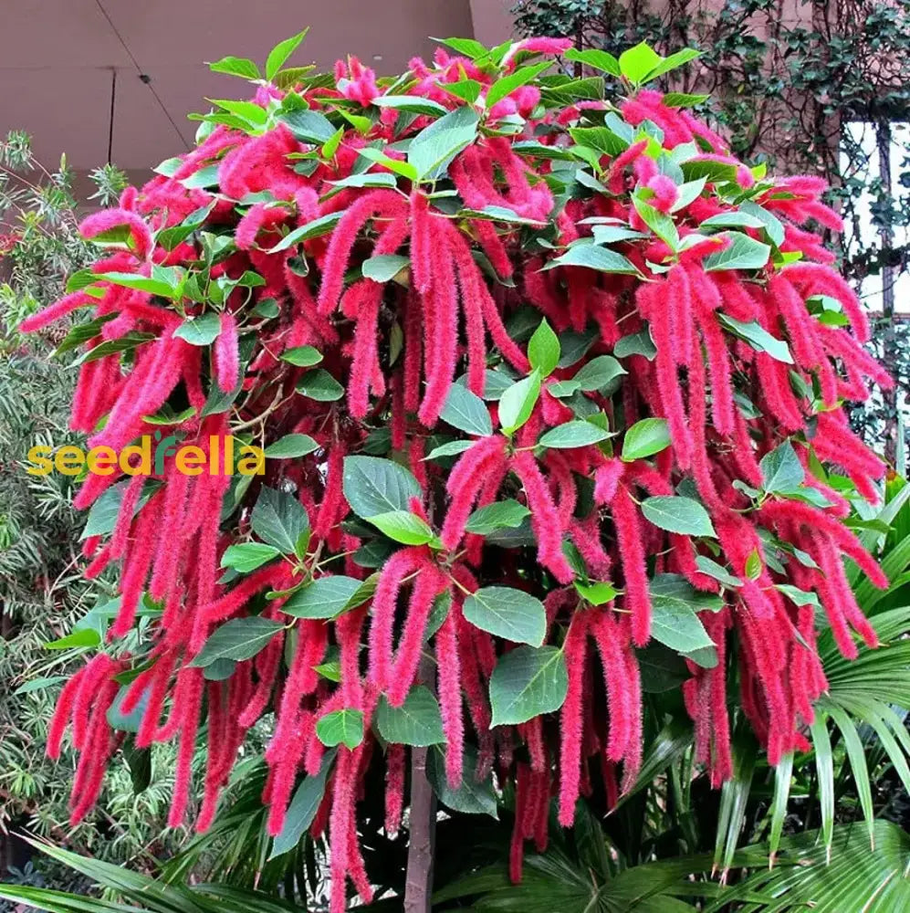 Acalypha Plant Seeds - Perfect For Planting Flower