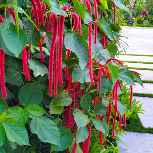 Acalypha plant seeds for home gardening
