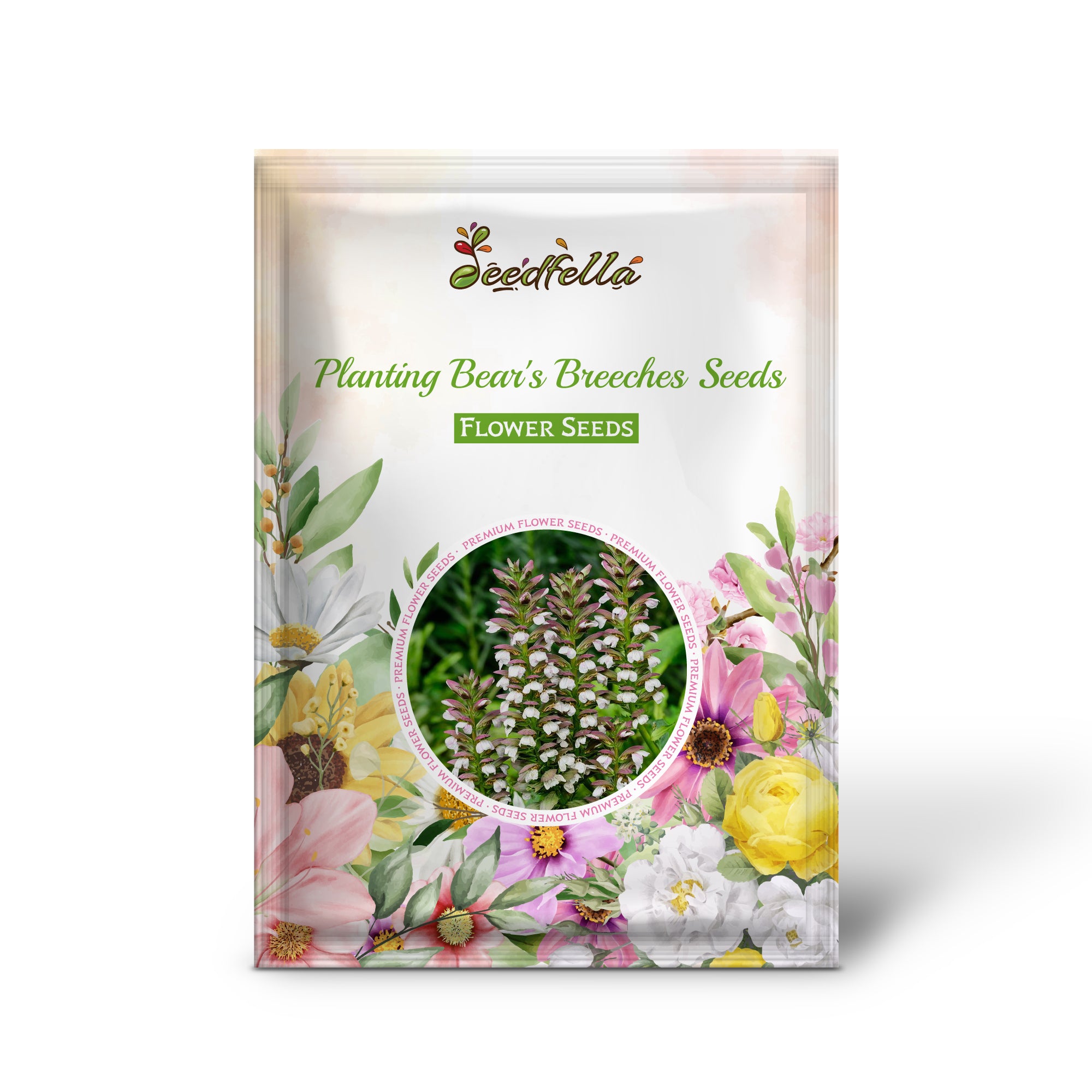 Red and white Bear’s Breeches flowers in full bloom