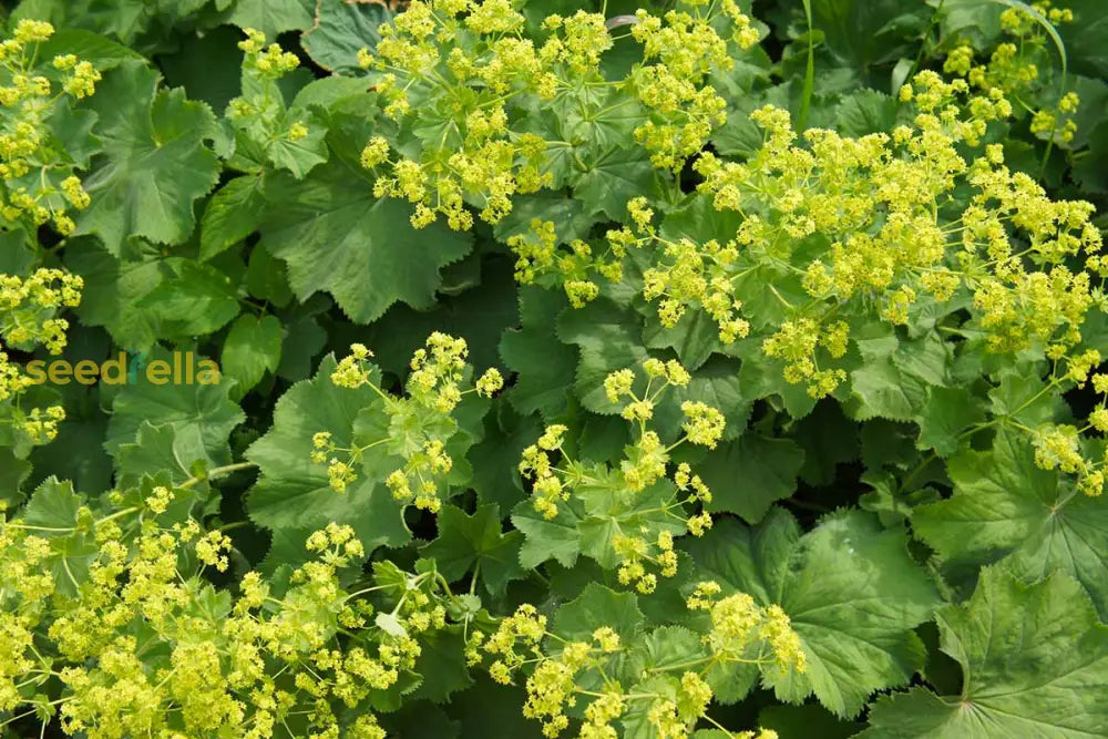 Achemilla Mollis seeds for borders and shaded beds
