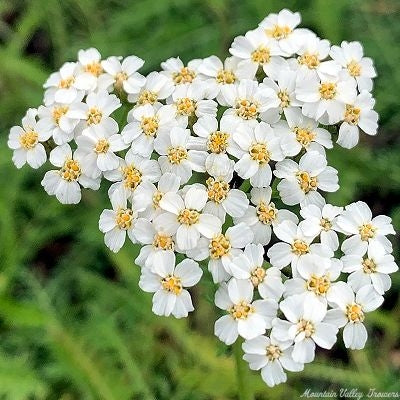 Achillea millefolium plant with white flower clusters