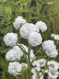 Achillea ptarmica Pearl Yarrow Seedlings Sprouting in Pots