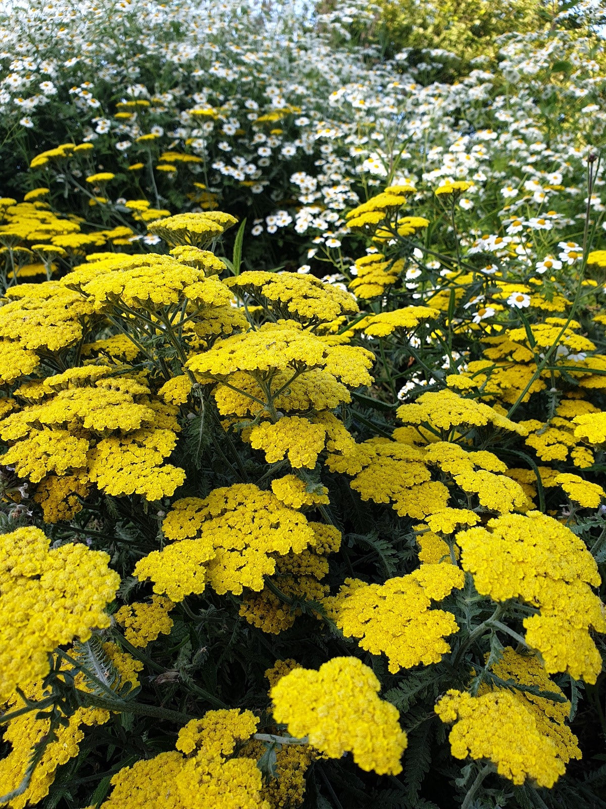 Achillea Seedlings Growing in Sunlight