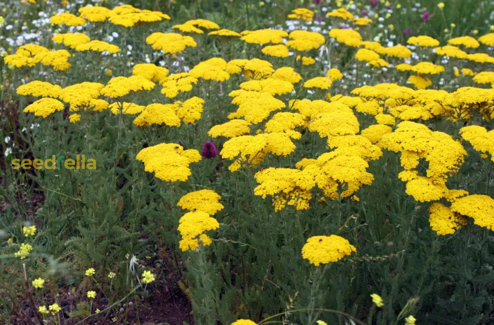 Achillea Seeds For Planting: Grow Colorful Blooms In Your Garden Flower