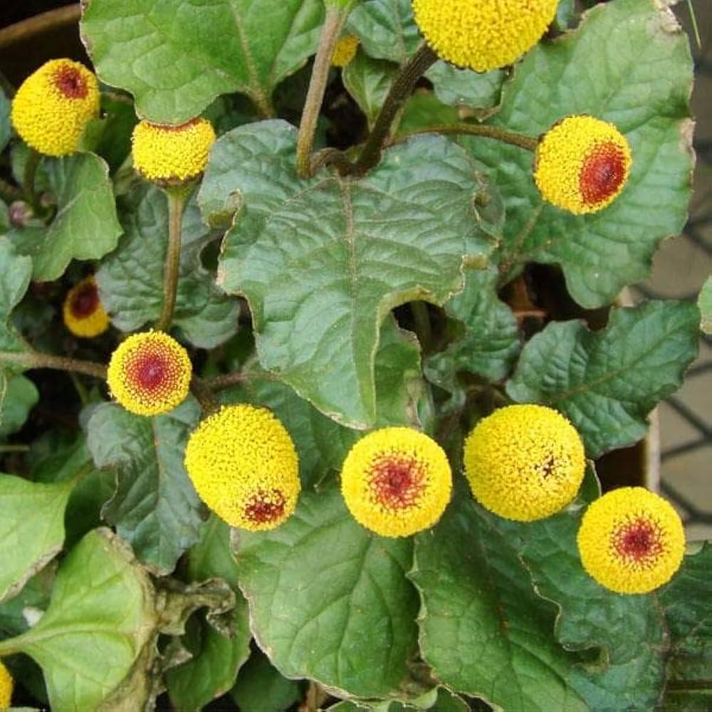 Acmella Oleracea Seeds Planting and Growing Guide