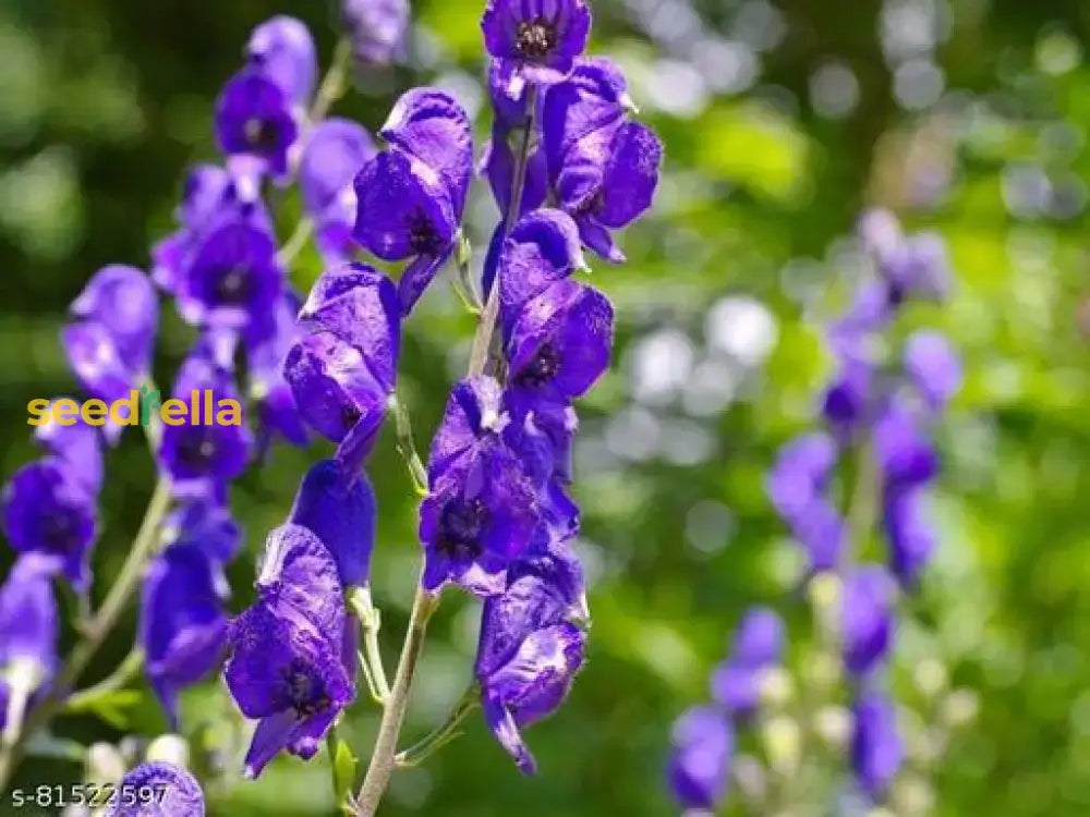 Aconite Flower Seeds Planting Guide: Expert Tips For Successful Growth