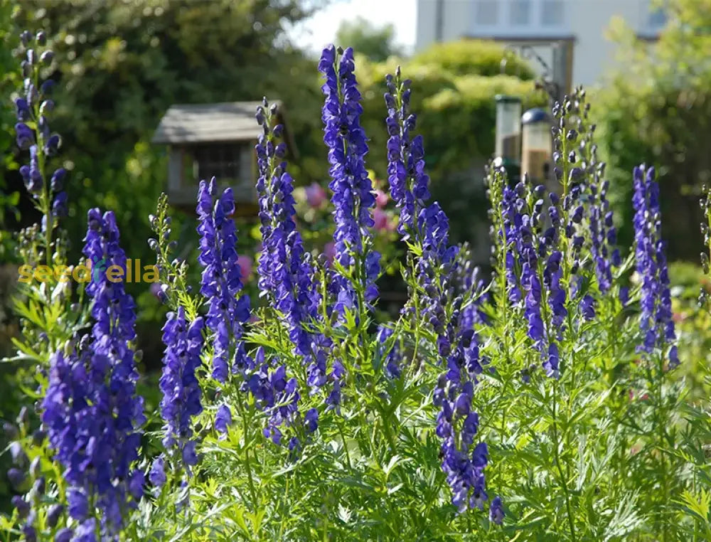 Aconite flower seeds for vibrant garden blooms

