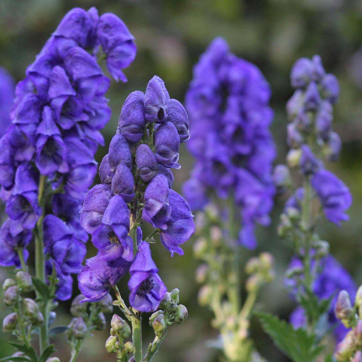 Close-up of Blue Aconitum Carmichaelii blooms