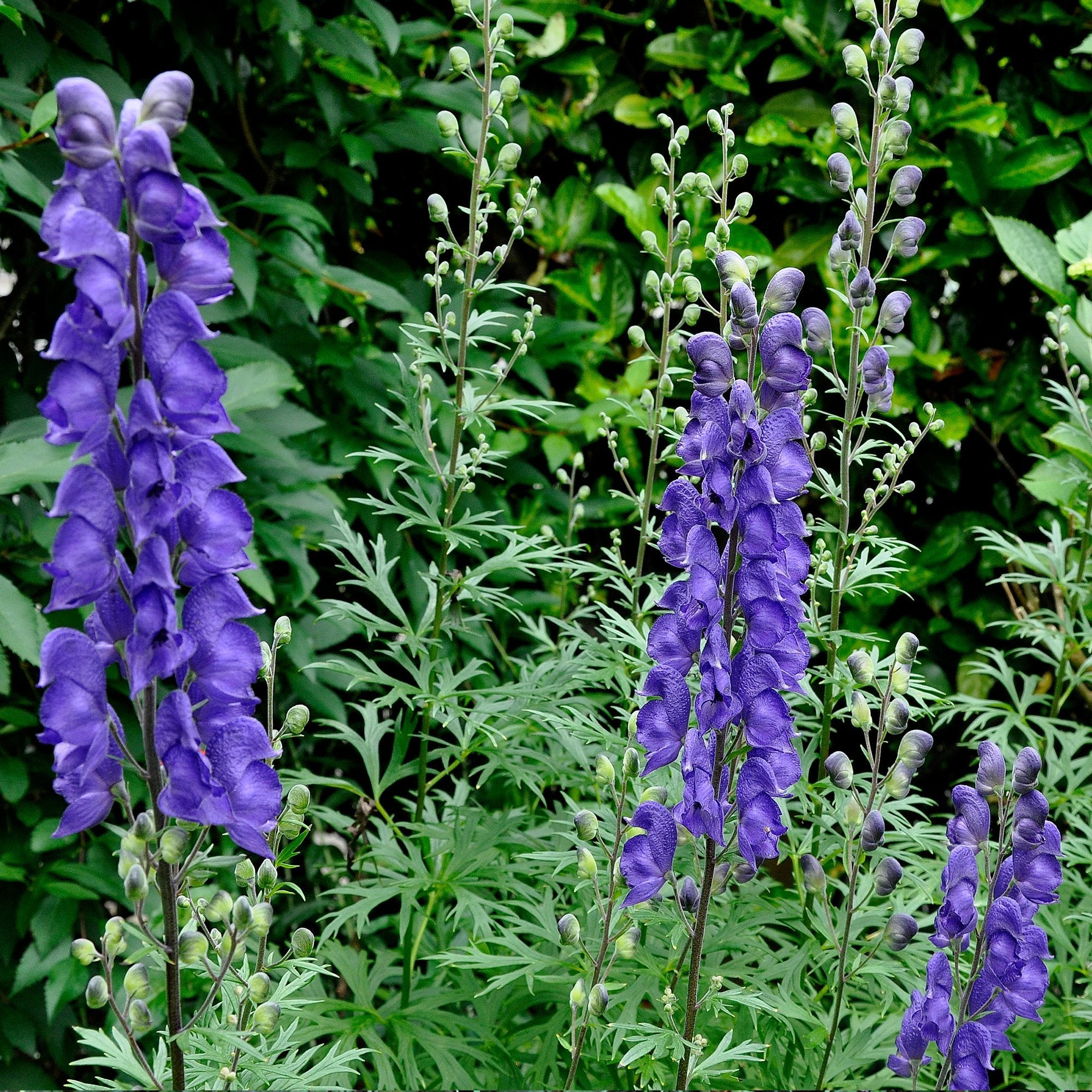 Blue Aconitum Carmichaelii flowers in garden borders