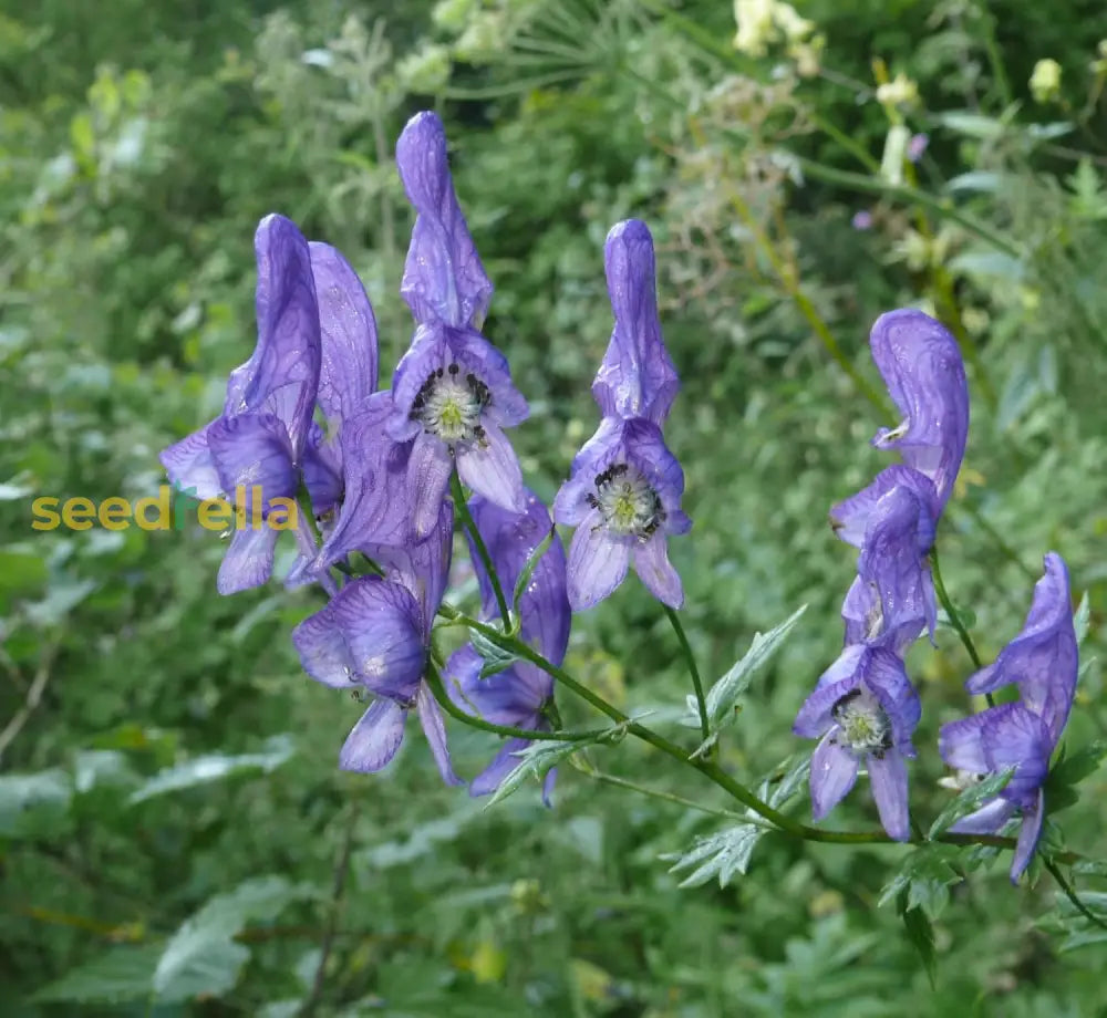 Aconitum Napellus Seeds For Planting | Bold Flower