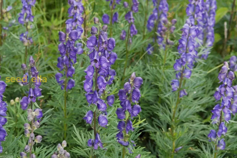 Aconitum Napellus Seeds For Planting | Bold Flower