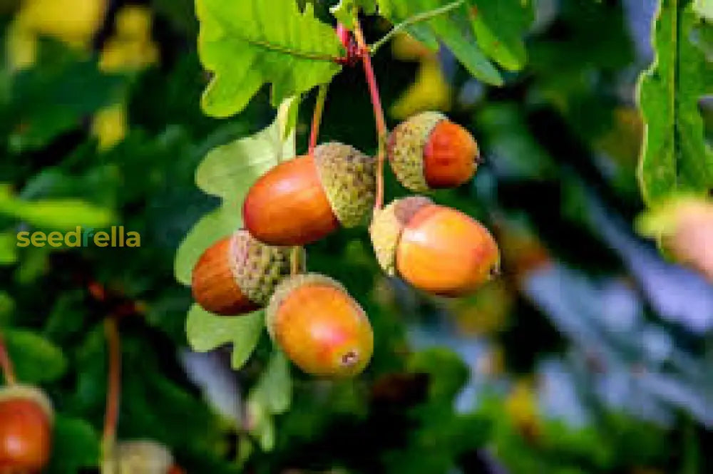 Acorn Seeds For Planting: Grow Strong Oak Trees Fruit