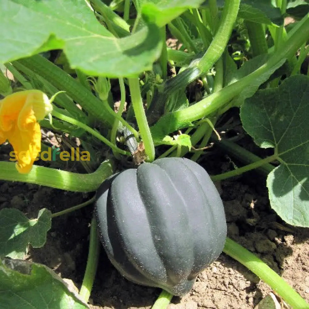 Acorn squash seeds growing guide
