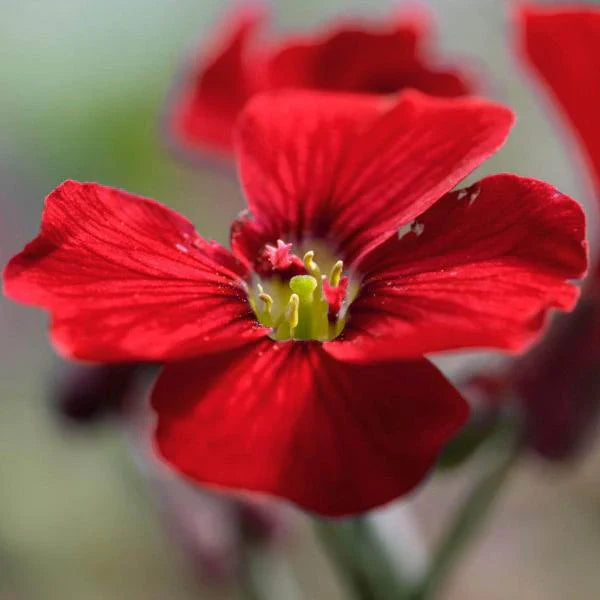 Striking Red Aubrieta Seeds For Your Garden