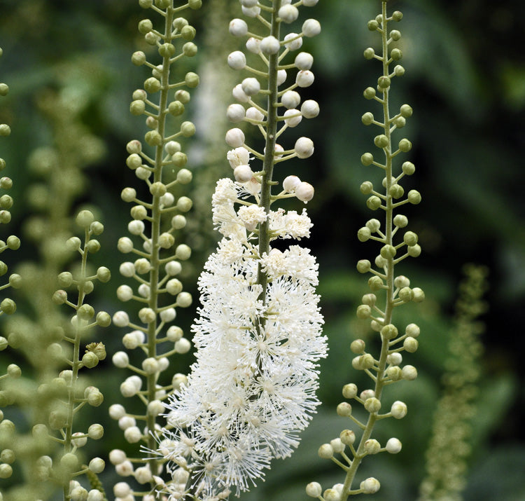 Actaea pachypoda showing distinctive white berries