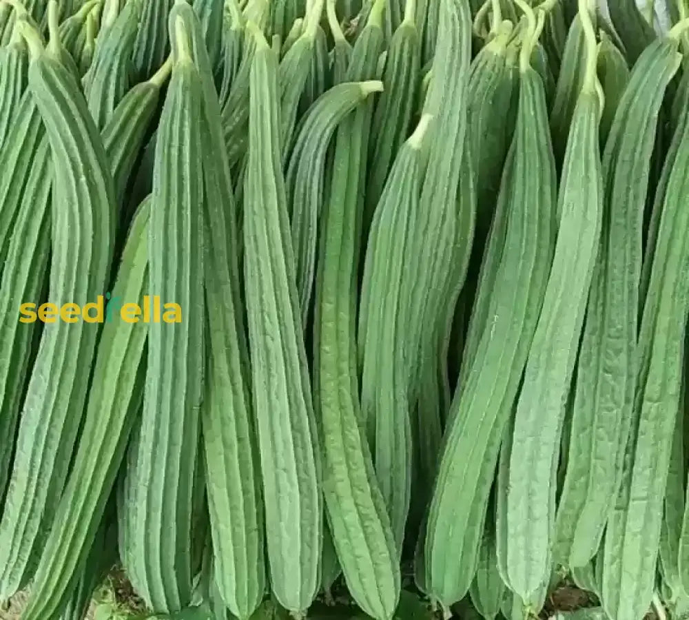 Acutangula Seeds For Planting - Grow Fresh Vegetables Vegetable Seeds