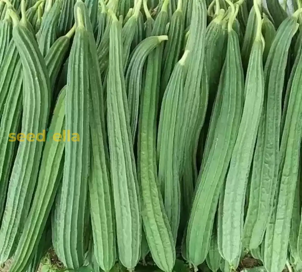 Acutangula Seeds For Planting - Grow Fresh Vegetables Vegetable Seeds