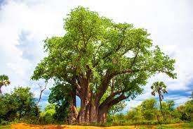 African Baobab Tree Seeds (Adansonia digitata) – Monkey Bread Tree ...