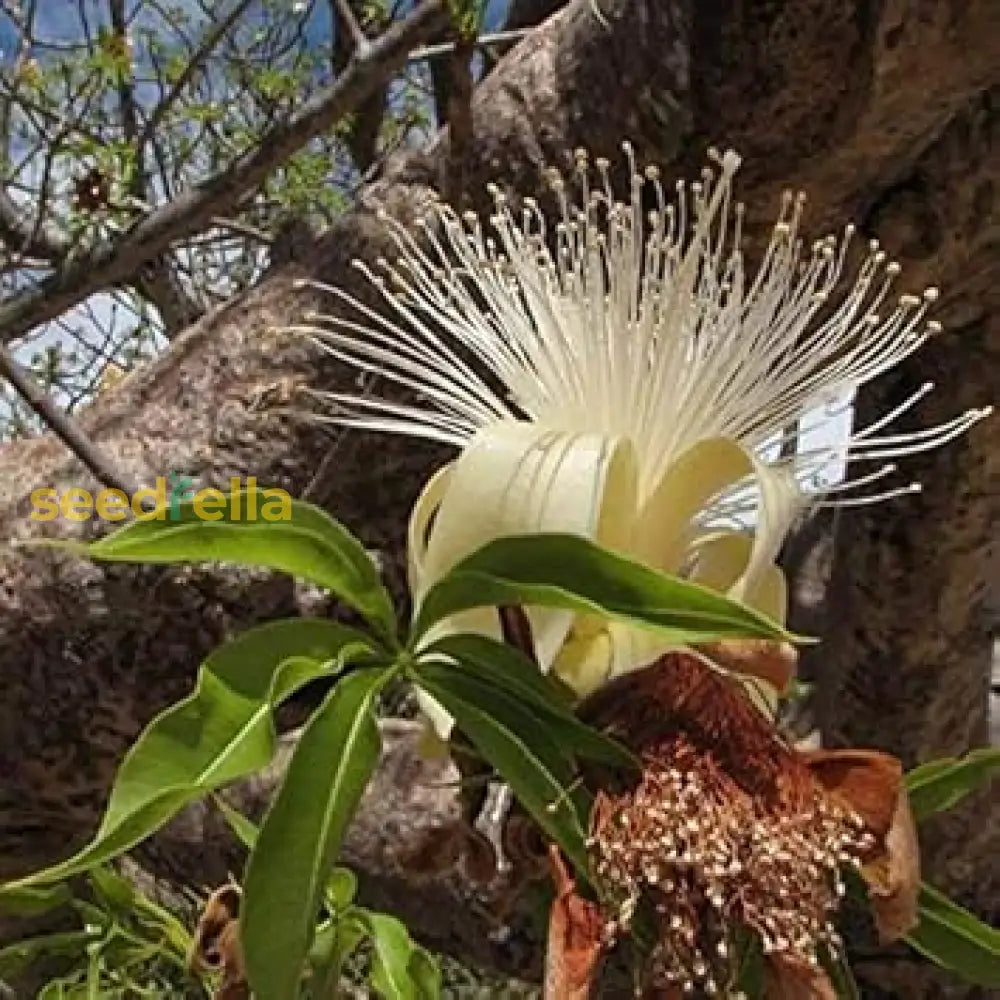 Adansonia Gregorii Seeds - Perfect For Planting And Gardening