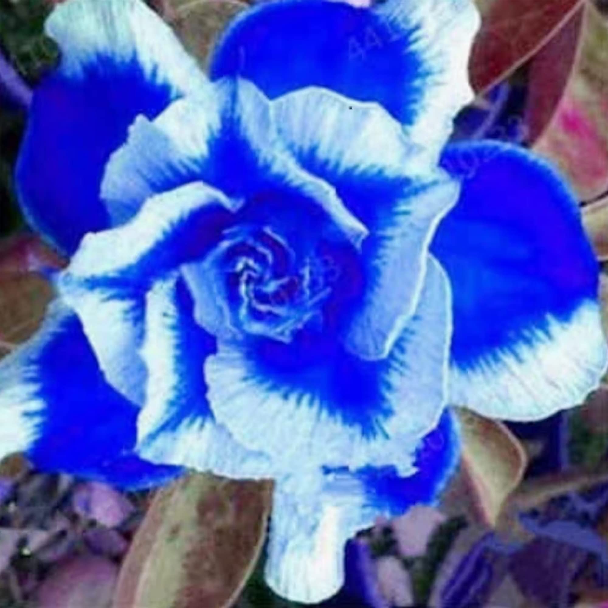 Adenium blue bonsai seeds for planting desert rose plants