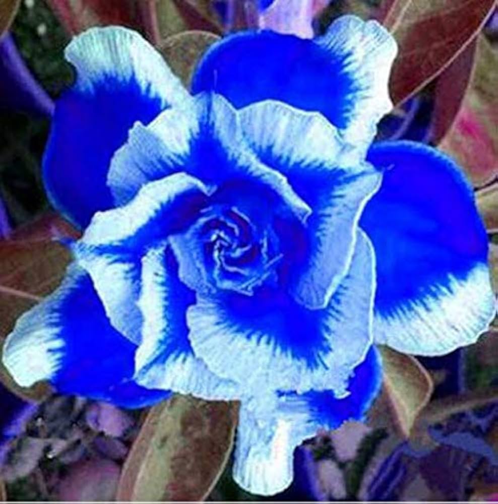 Blue and White Adenium Flower Seeds for Planting