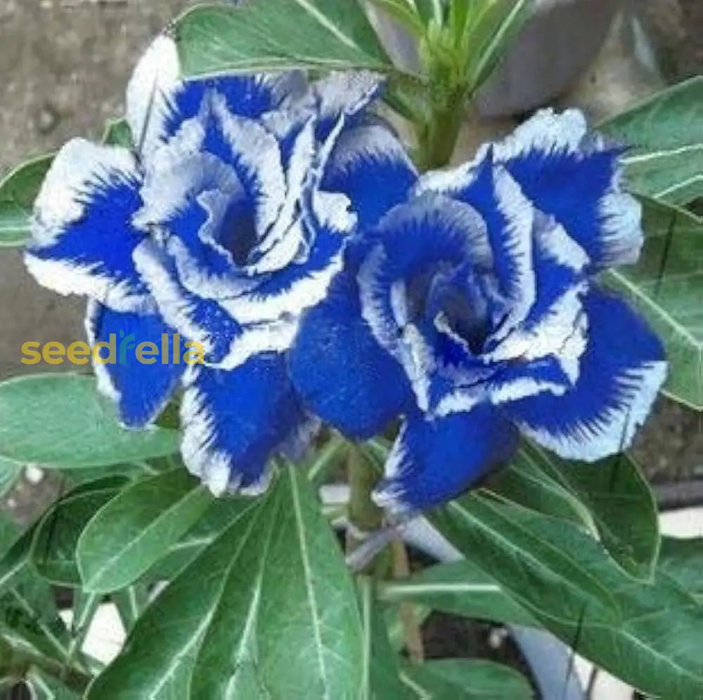 Adenium Bonsai Flower Seeds - Blue Planting