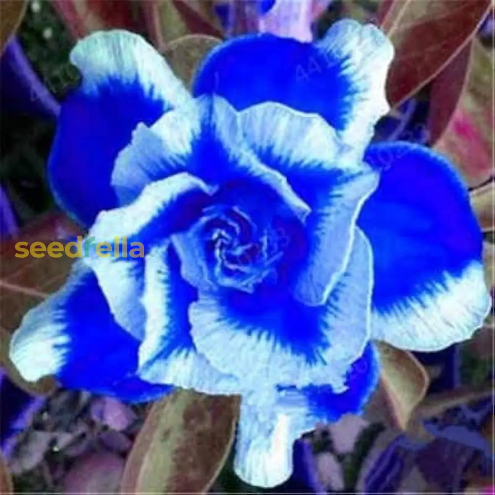 Adenium Bonsai Flower Seeds - Blue Planting