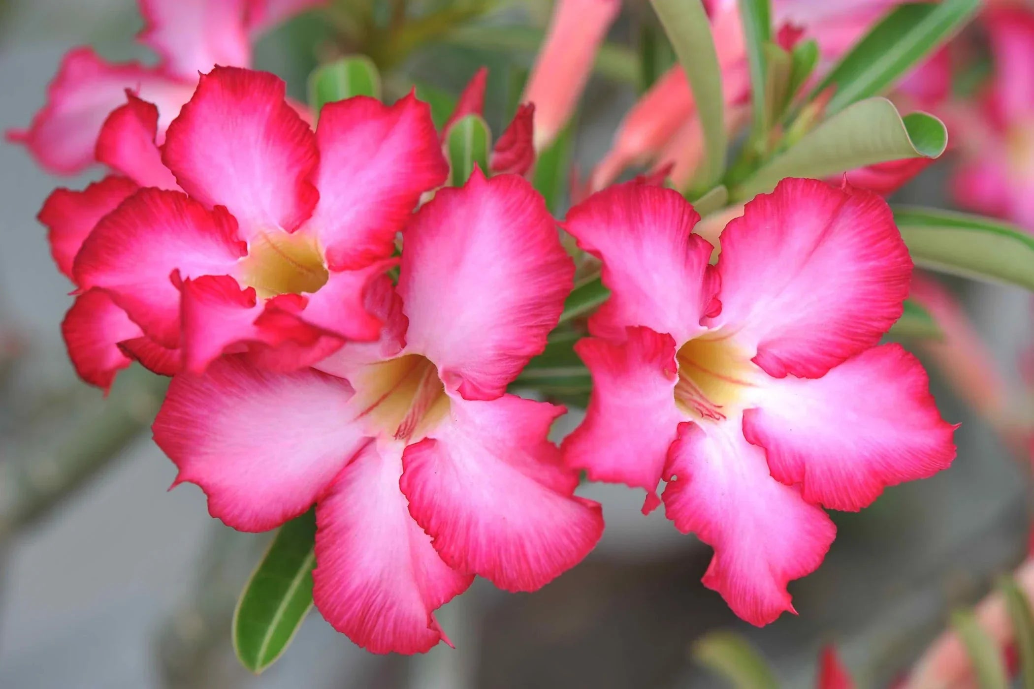 Adenium Desert Roses Growing in Pots and Containers