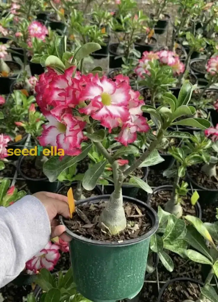 Adenium Desert Flower Seeds For Easy Planting