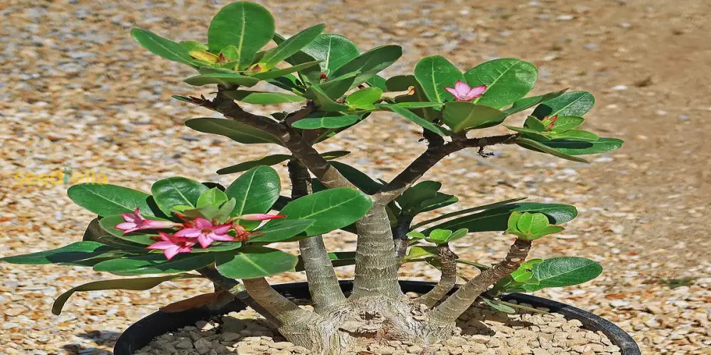 Adenium Desert Flower Seeds For Easy Planting