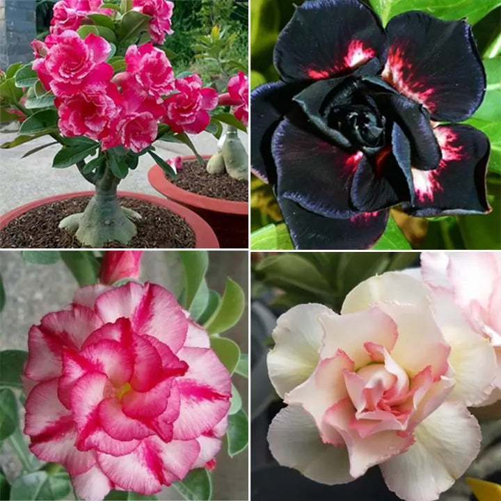 Adenium desert rose blue flower seeds for garden pots