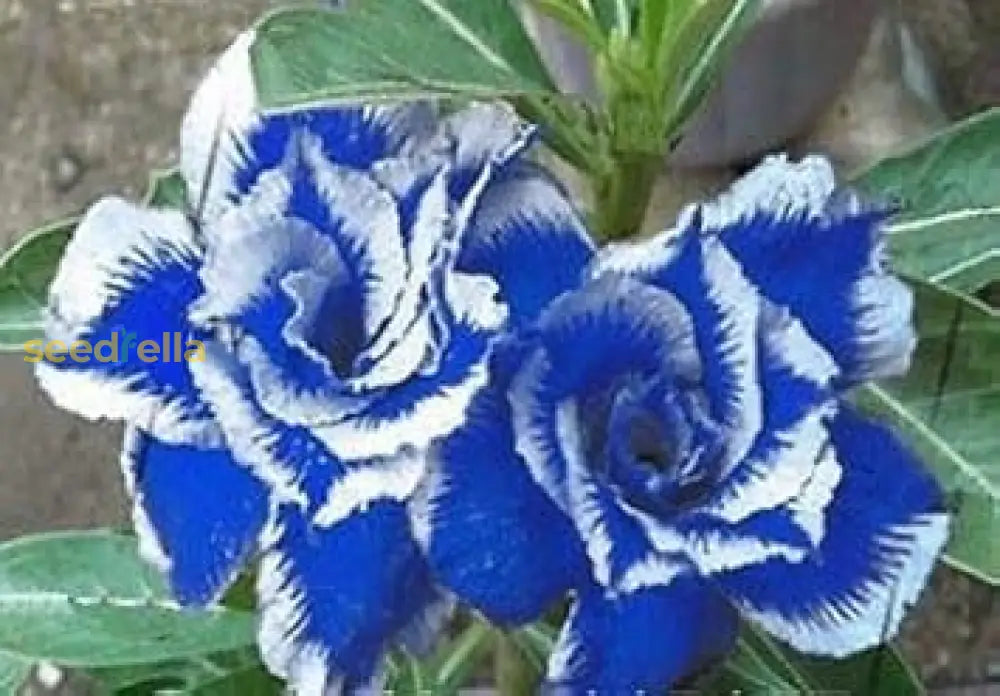 Adenium Flower Seeds For Planting - Stunning Blue And White Varieties Your Garden