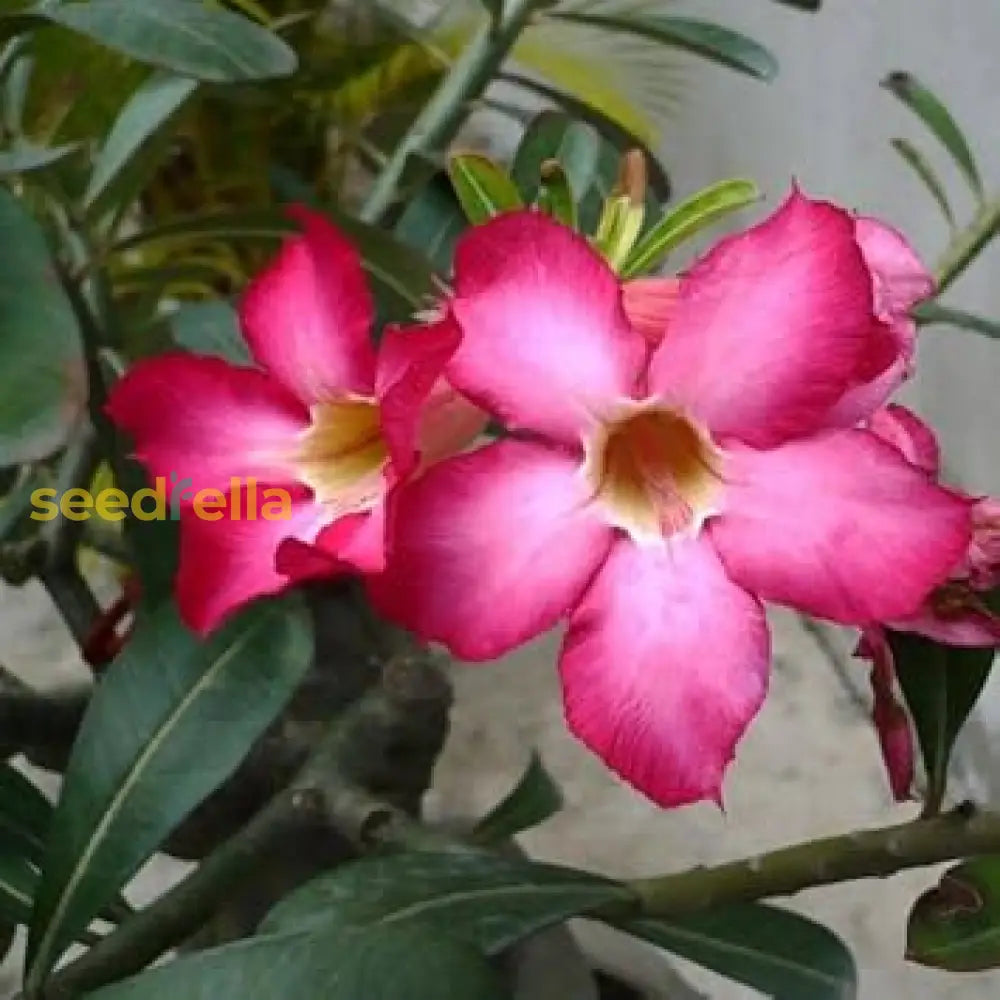 Adenium Obessum Flower Seeds - Pink | & Planting For Vibrant Blooms