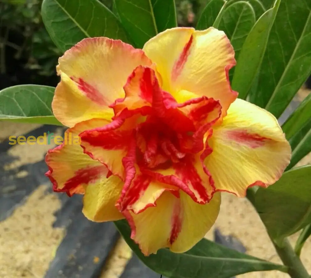 Adenium Obessum Seeds (Orange) - Perfect For Planting In Your Garden