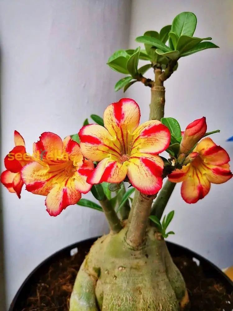 Adenium Obessum Seeds (Orange) - Perfect For Planting In Your Garden