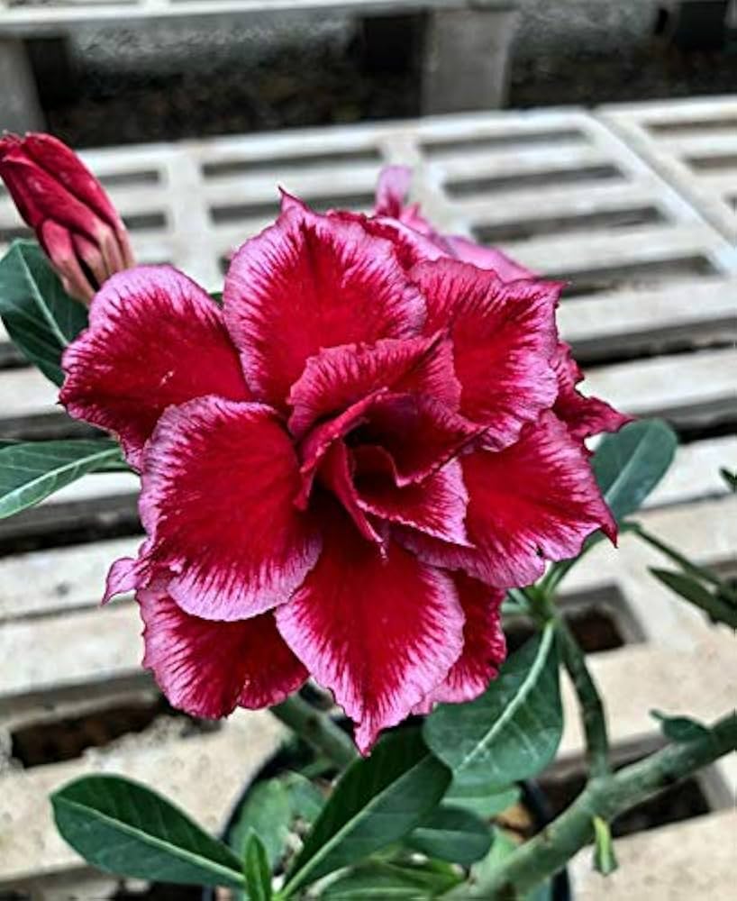 Adenium Obesum Plant Growing in Garden