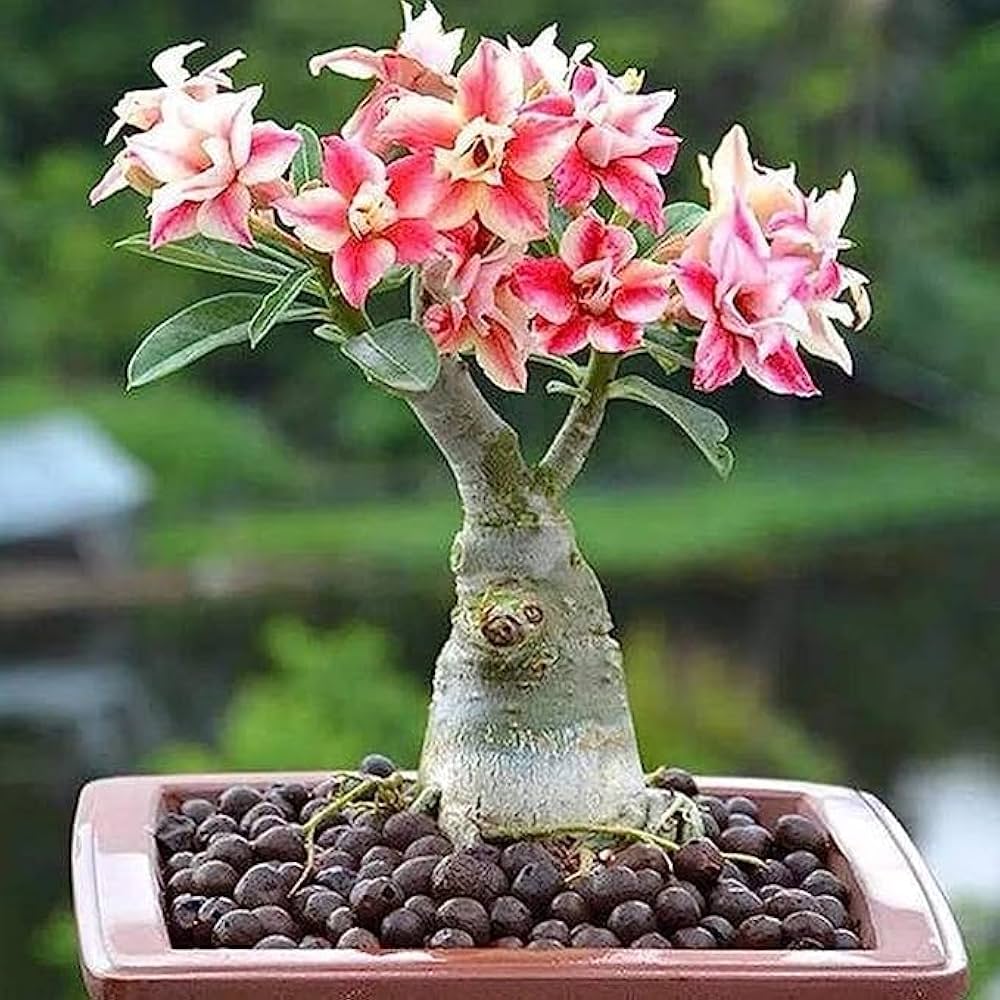 アデニウム オベスム Adenium obesum アデニウム オベスム 「Adenium obesum 」3/29-222 | SHOUCHI