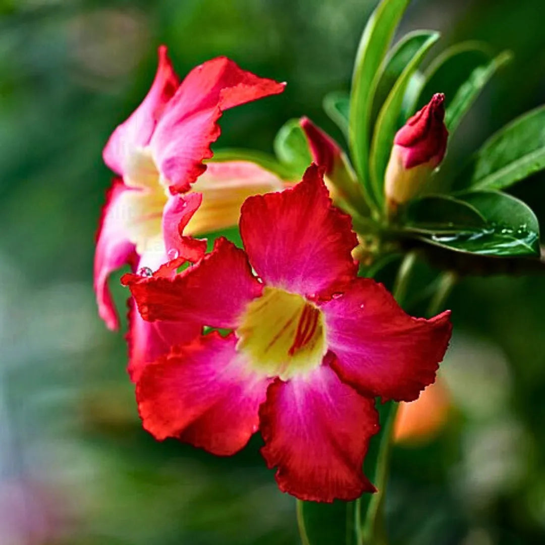 Adenium Obesum Seeds for planting and gardening