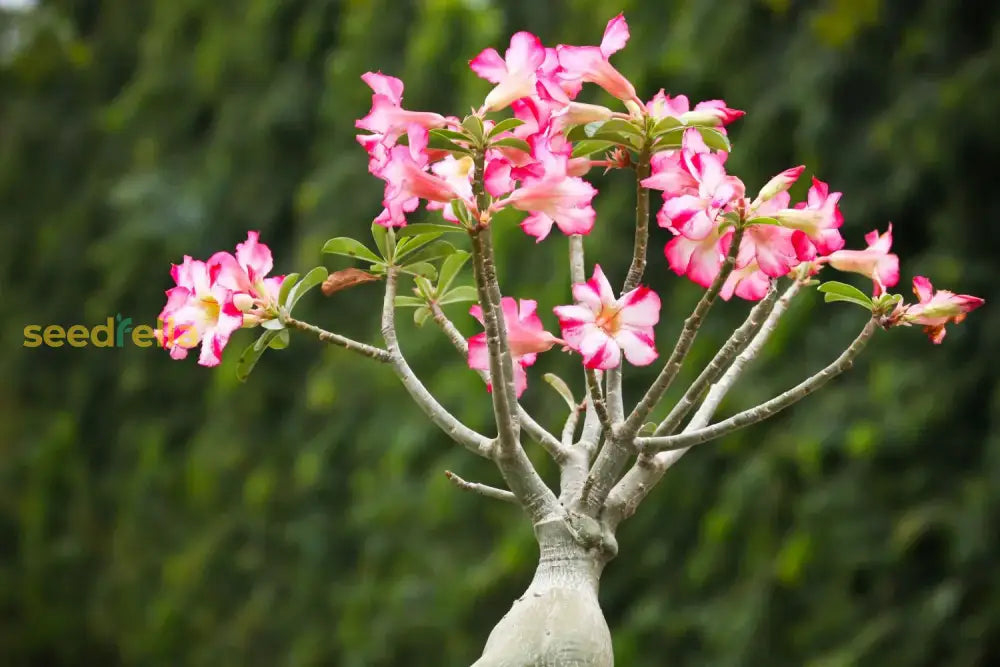 Adenium Obesum Seeds: Plant Your Own Desert Roses Flower Seeds