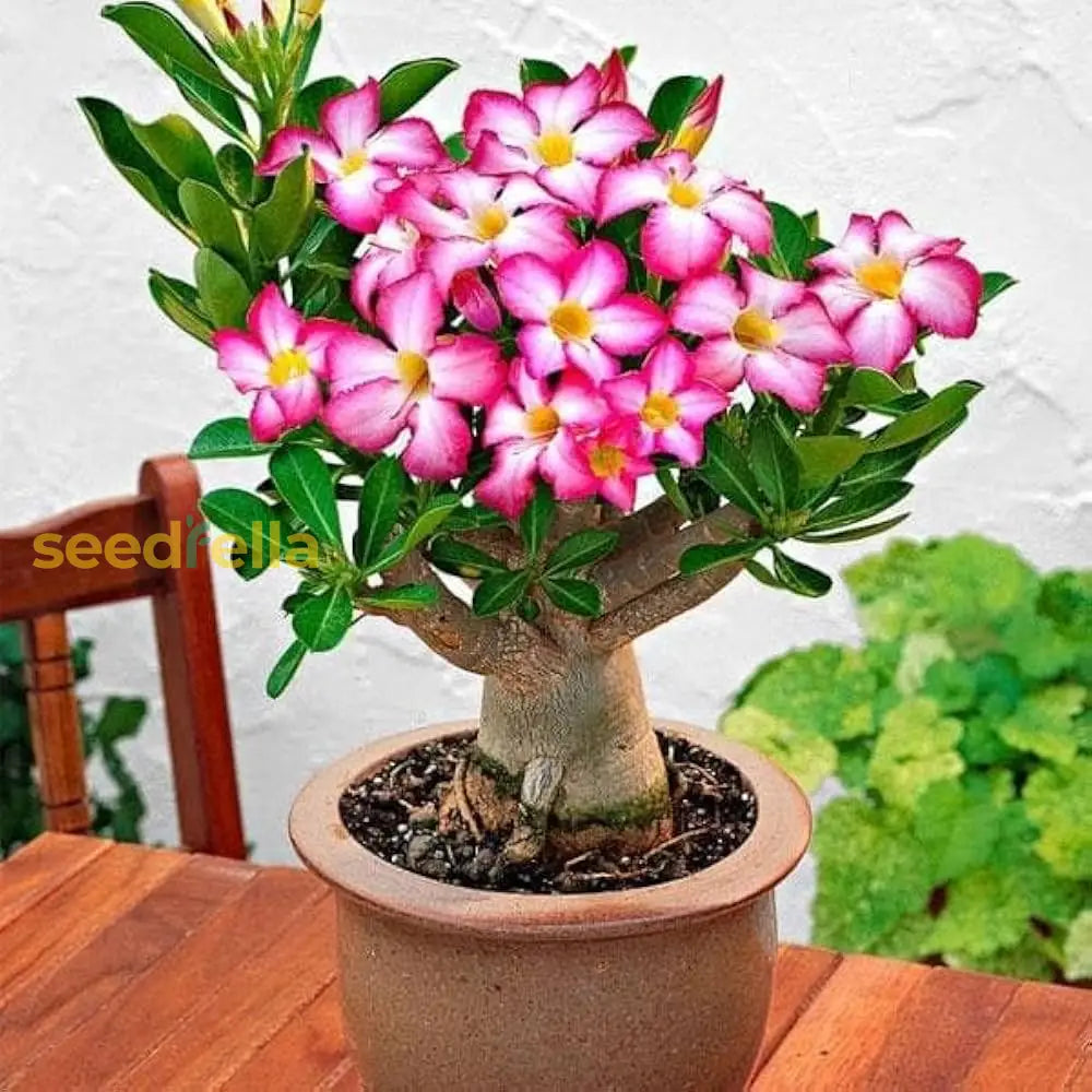 Adenium Obesum Seeds: Plant Your Own Desert Roses Flower Seeds