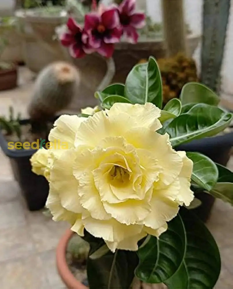 Adenium Obesum Yellow Flower Seeds For Easy Planting