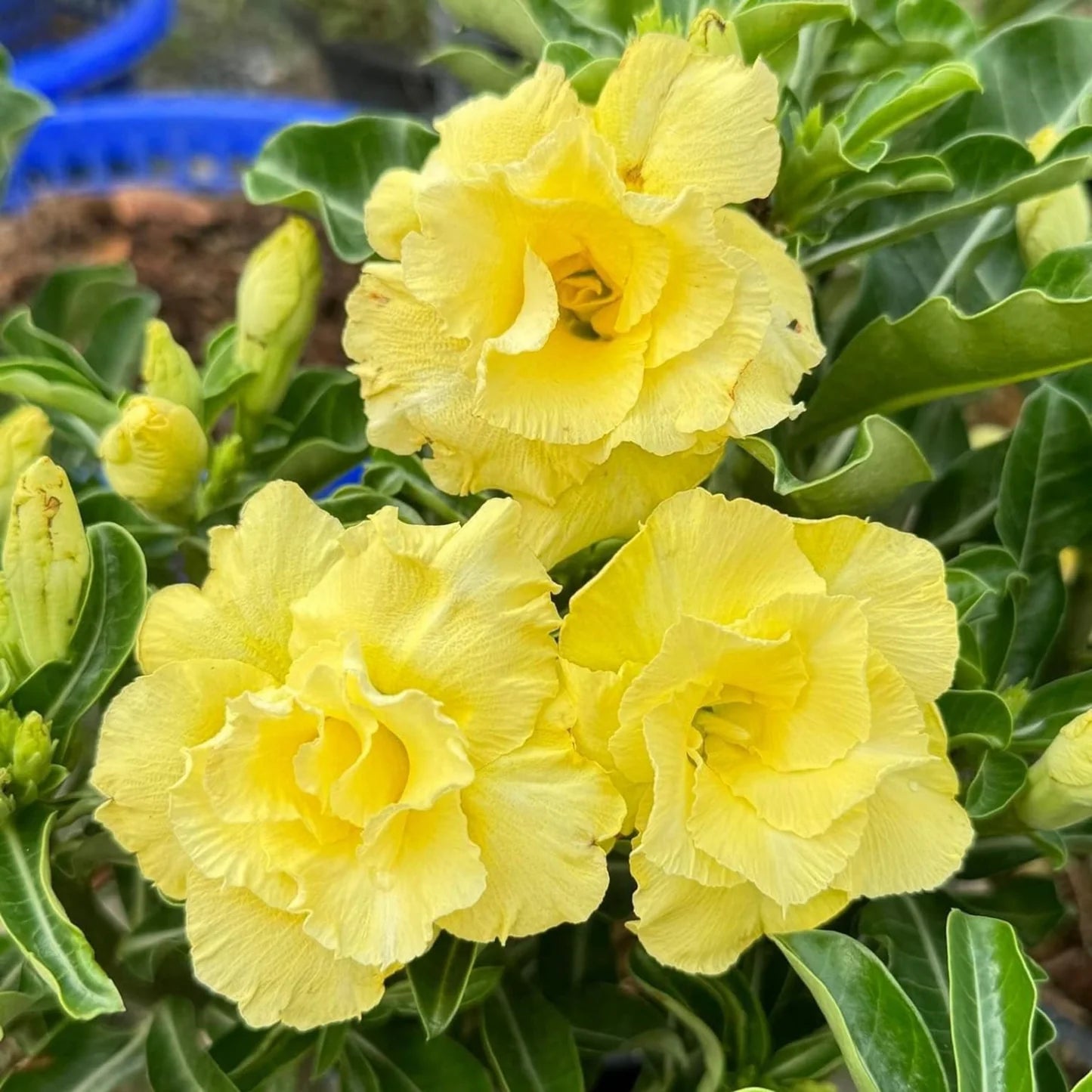 Adenium Obesum Yellow Flower Seeds for Planting