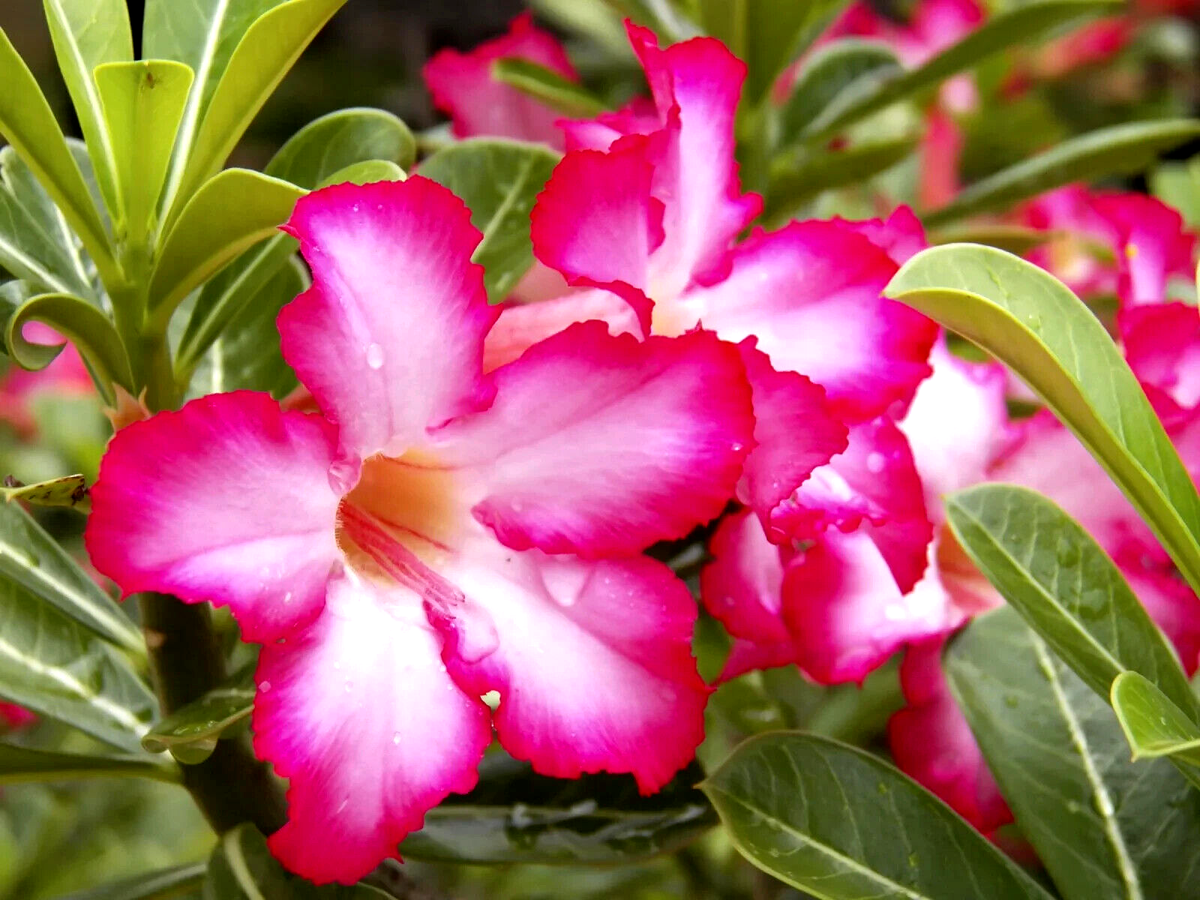 Step-by-step guide for growing Adenium Obesum seedlings
