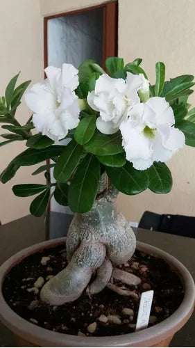 Adenium Seedlings Sprouting Indoors