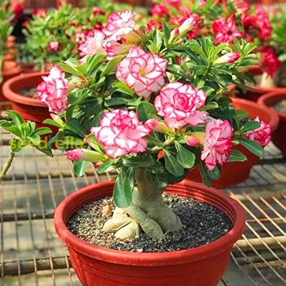 Adenium Seeds For Planting  Grow Stunning Desert Rose Flowers At Home Flower