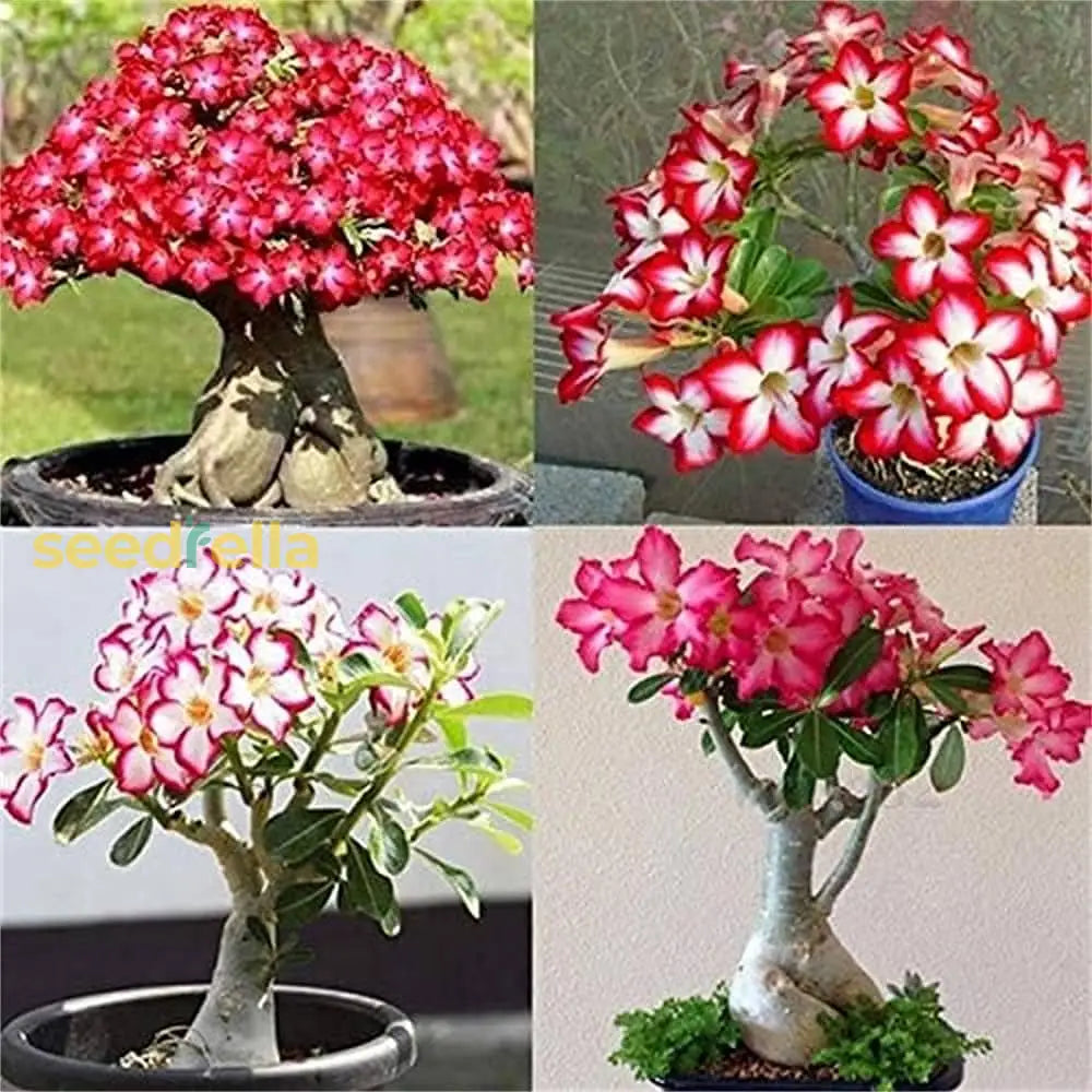 Adenium Seeds For Planting  Grow Stunning Desert Rose Flowers At Home Flower