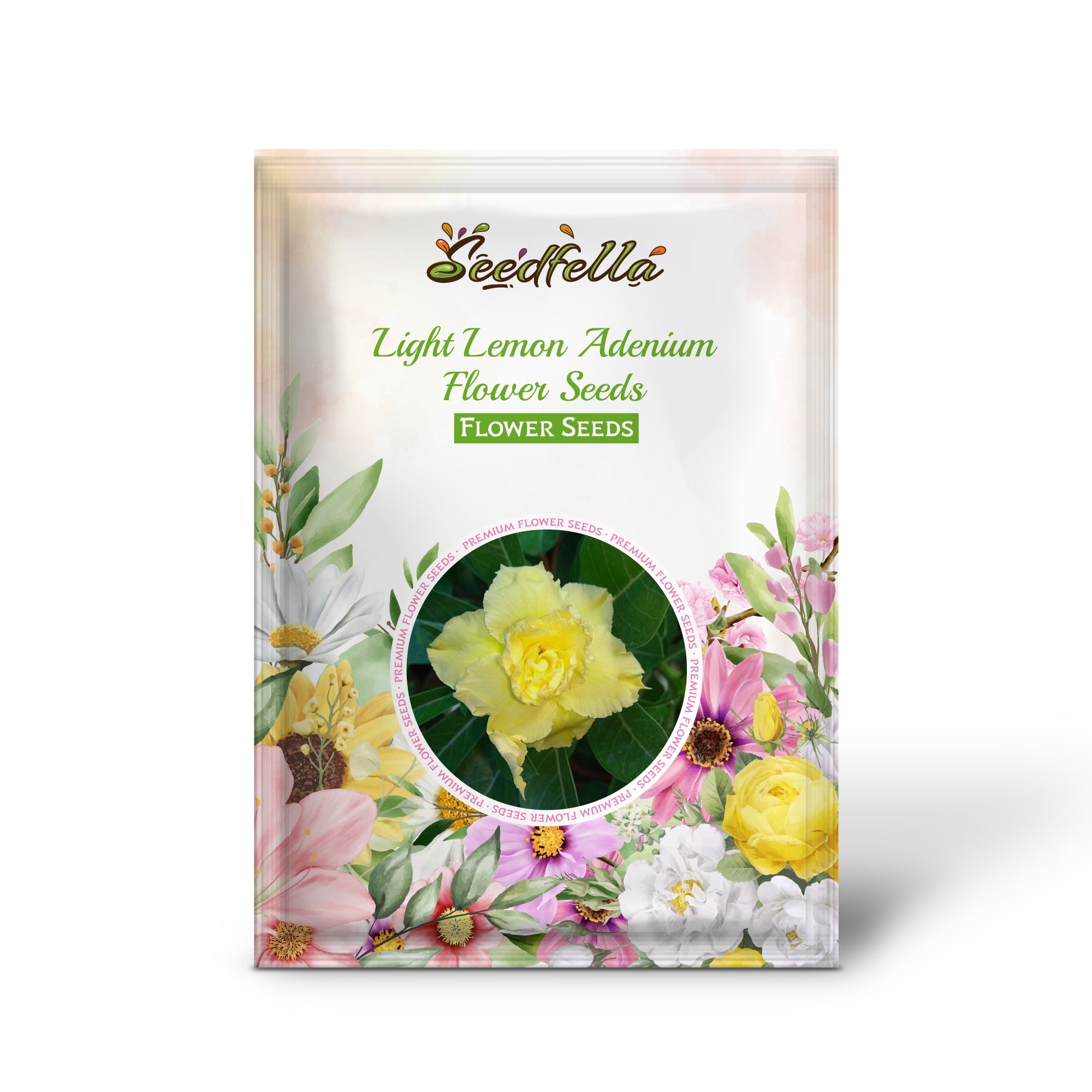 Adenium seeds germination seedlings indoor