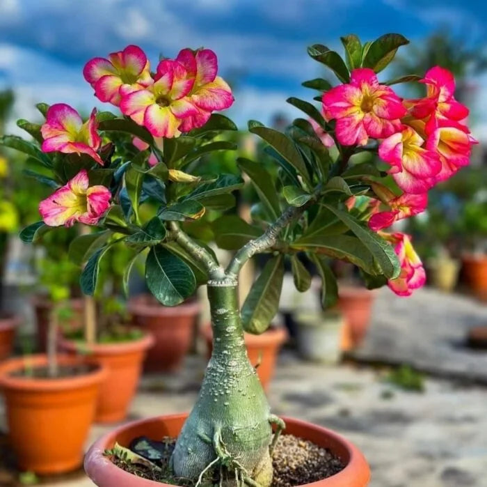 Adenium Arabicum seeds for pots and containers

